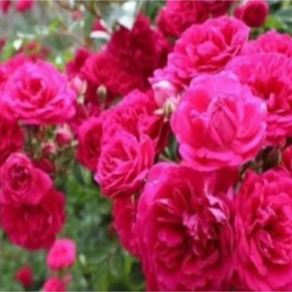 نهال گل محمدی خاص