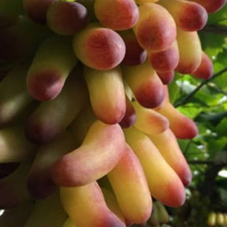 خرید نهال انگور خاص