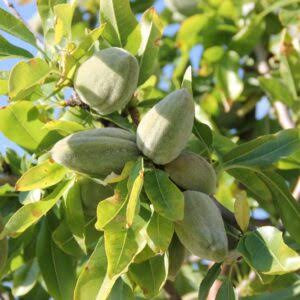 خرید نهال بادام آذر شکوفه زیبا